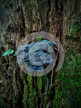 Mushroom black. In the jungle Simamonen.