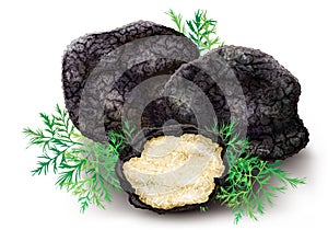 Mushroom black truffle