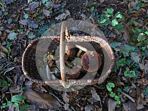 mushroom bolet in a basket in a forest