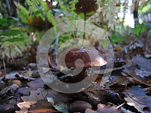 mushroom bolet in a forest