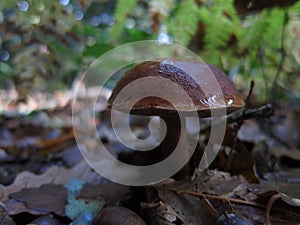 mushroom bolet in a forest