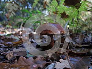 mushroom bolet in a forest