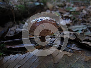 mushroom bolet in a forest