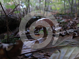 mushroom bolet in a forest