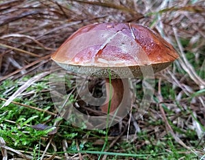 Mushroom bolete with brown shiny cap in grass and moss