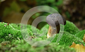 Mushroom boletus autumn time sesonal picking