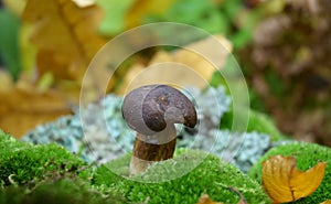 Mushroom boletus autumn time sesonal picking