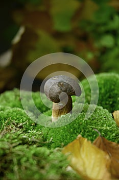 Mushroom boletus autumn time sesonal picking