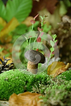 Mushroom boletus autumn time sesonal picking