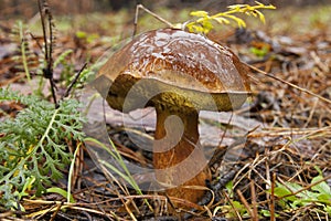 Mushroom. Boletus badius.