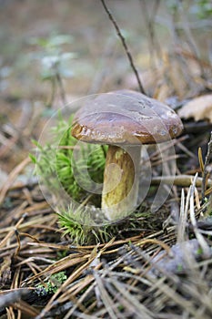 Mushroom Boletus badius, edible mushroom, growing in summer and autumn