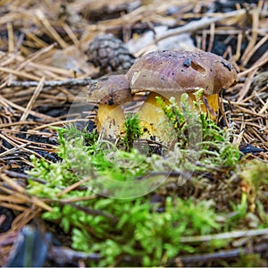 Mushroom Boletus badius, one of the edible mushrooms, growing