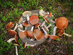 Mushroom boletus a big pile on the grass