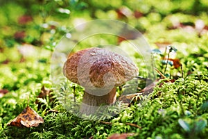 Mushroom boletus or cep in the autumn forest moss