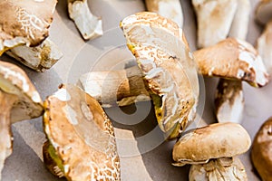 Mushroom boletus detail