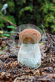 Mushroom Boletus edulis