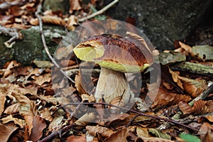 Mushroom boletus edulis photo