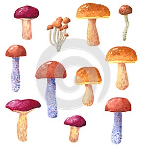 Mushroom Boletus edulis, Leccinum aurantiacum, Leccinum scabrum, Cantharellus cibarius, hand drawn watercolor illustration