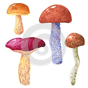 Mushroom Boletus edulis, Leccinum aurantiacum, Leccinum scabrum, hand drawn watercolor illustration