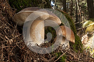 Mushroom, boletus edulis, in pine