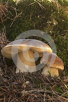 Mushroom, boletus edulis, in pine forest