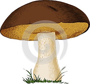 Mushroom Boletus edulis. Vector