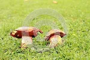 Mushroom Boletus erythropus