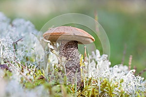 Mushroom boletus in the forest grass closeup. Leccinum
