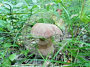 Mushroom boletus in grass