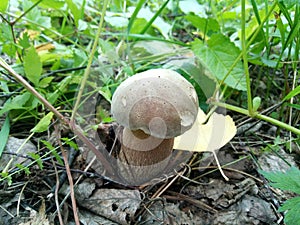 Mushroom boletus in grass