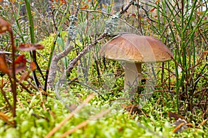 Mushroom boletus growing in the forest. the plants and fungi of the forest