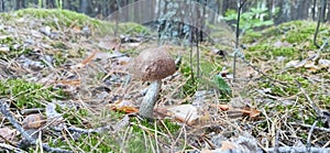 Mushroom boletus grows in moss in the forest. Gathering mushrooms