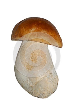 Mushroom boletus isolated