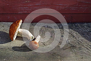 Mushroom Boletus over Wooden Background.
