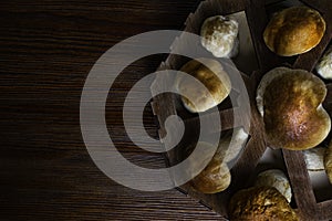 Mushroom Boletus over Wooden Background. Autumn Cep Mushrooms. Ceps Boletus edulis over Wooden box, close up on wood rustic table.