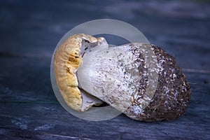 Mushroom Boletus over Wooden Background. Autumn Cep Mushrooms. Mushrooms Picking