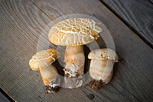 Mushroom Boletus over Wooden Background.