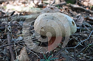 Mushroom Boletus satanas