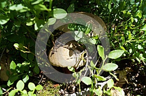 Mushroom Boletus satanas