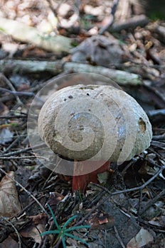 Mushroom Boletus Satanas with gray beige hat