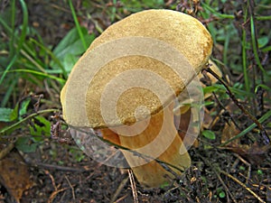 Mushroom Boletus subtomentosus.