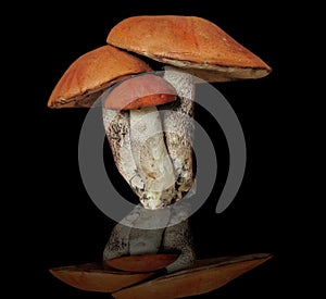 Mushroom boletus three pieces together