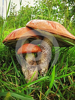 Mushroom boletus three pieces together