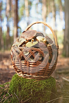 Mushroom Boletus in wooden wicker basket on stump. Autumn cep mushrooms harvested in forest.