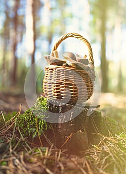 Mushroom Boletus in wooden wicker basket on stump. Autumn cep mushrooms harvested in forest.