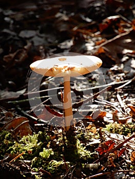 Mushroom in bright light