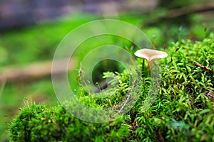 Mushroom with a brown hat on green moss in the wild forest. The mushroom grows in a green forest. Mushroom closeup. Mushrooms in