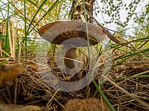 Mushroom called leccinum, eatable, in natural environment. Selective focus