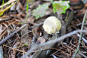 Mushroom called scleroderma bovista in the forest