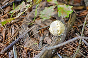 Mushroom called scleroderma bovista in the forest